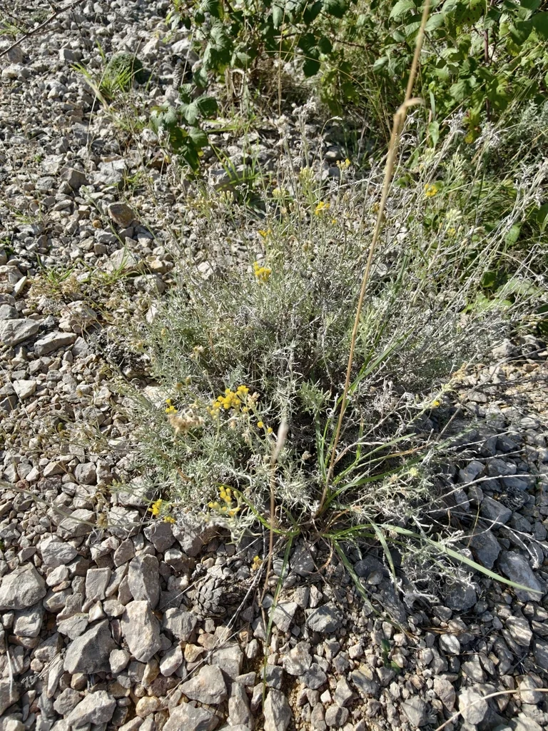 Helichrysum Italicum