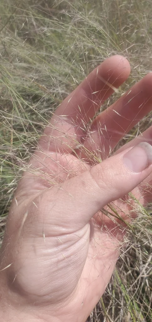 Muhlenbergia Reverchonii