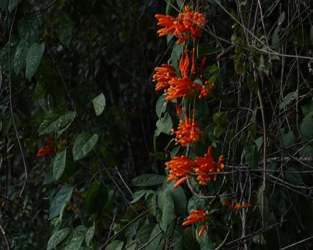 Pyrostegia Venusta