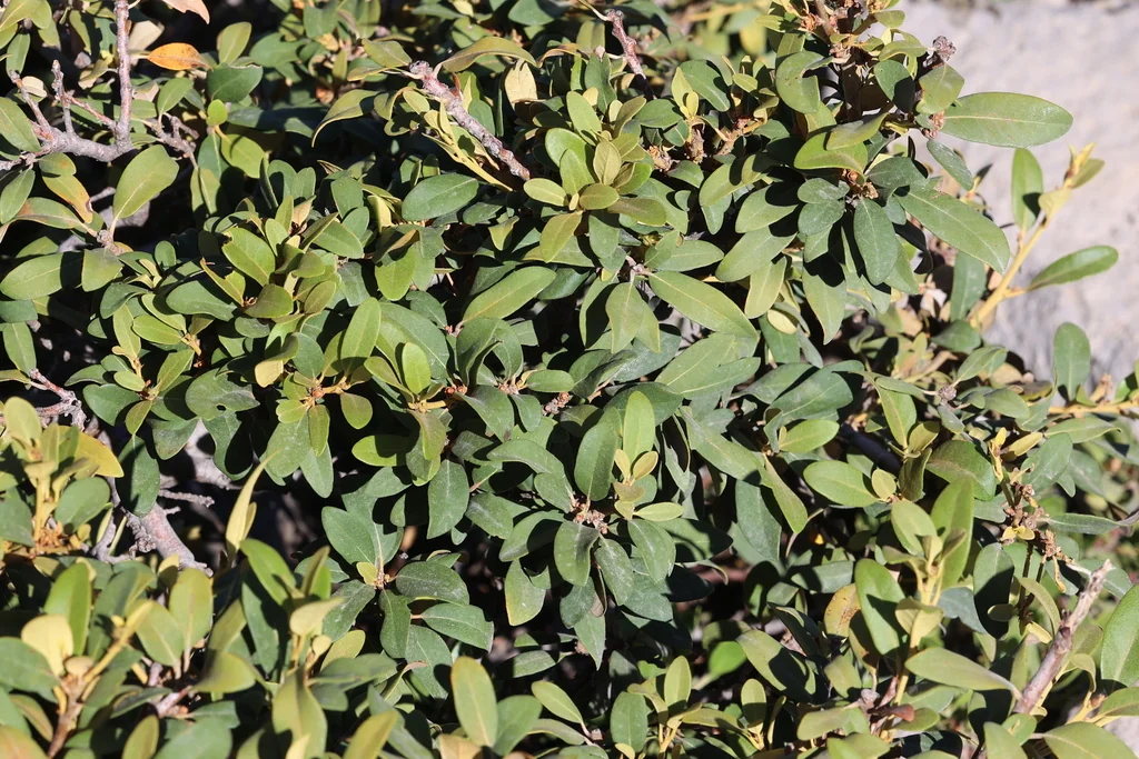 Chrysolepis Sempervirens