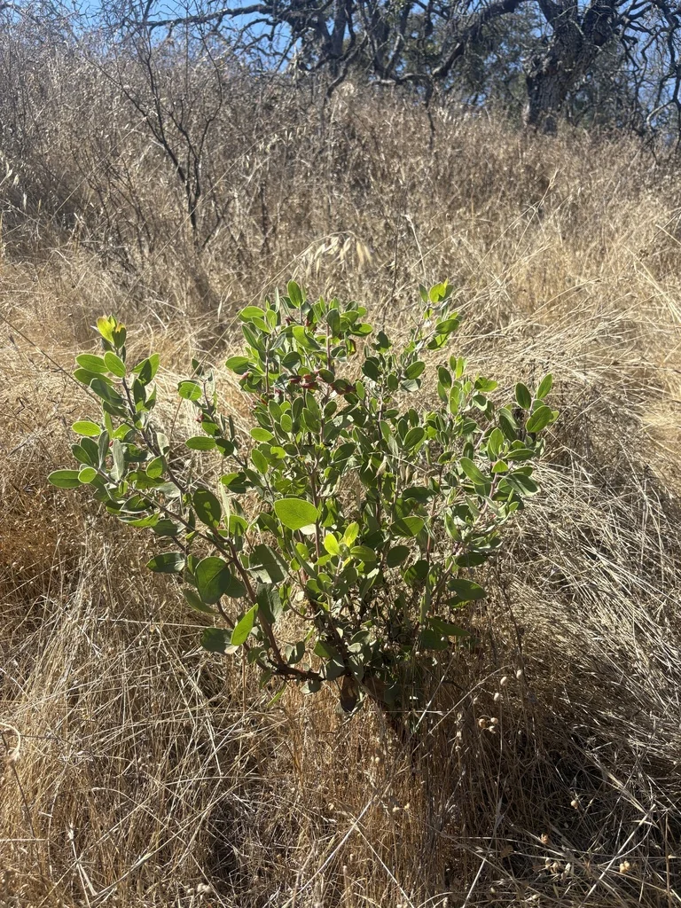 Arctostaphylos Manzanita