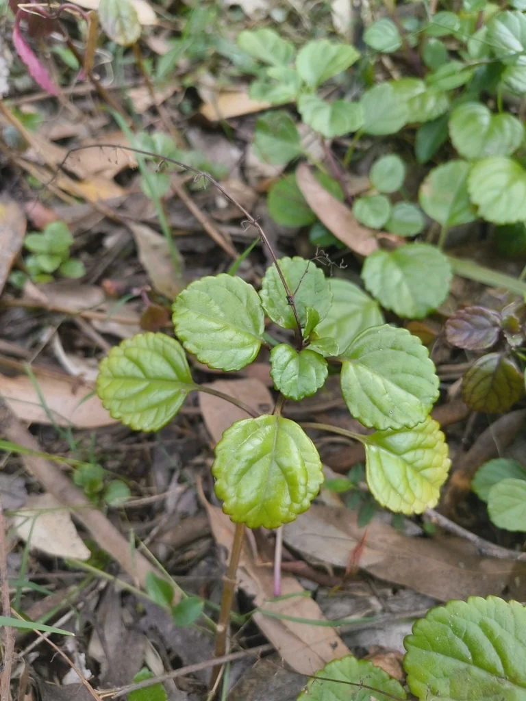 Plectranthus Verticillatus