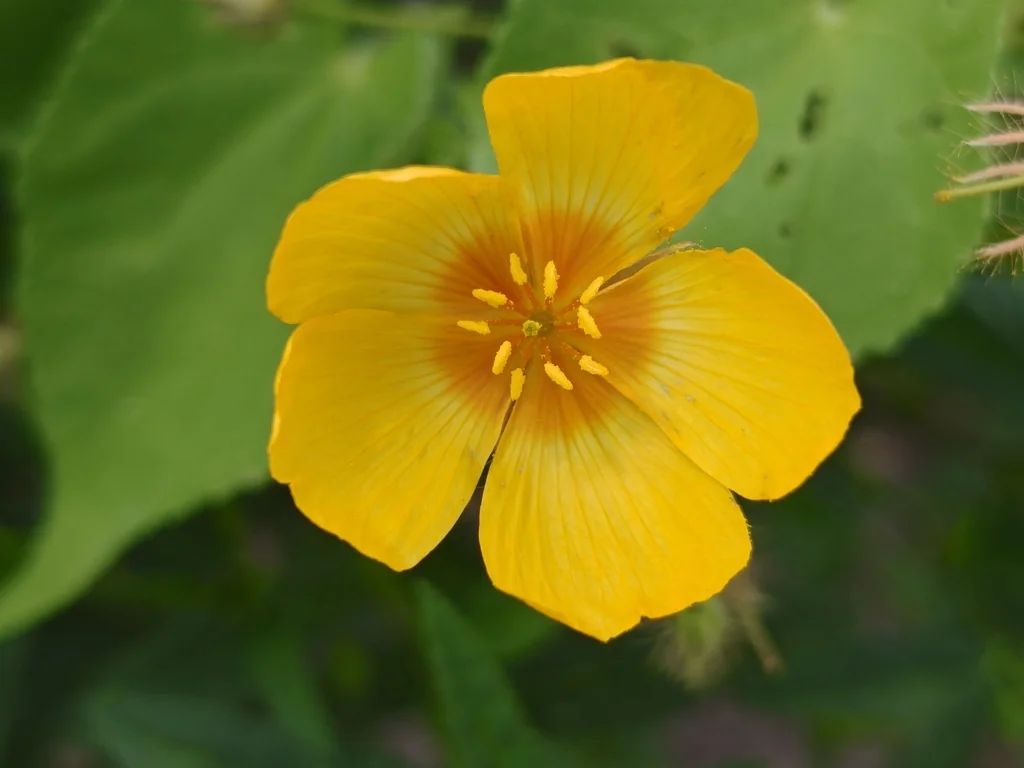 Kallstroemia Grandiflora