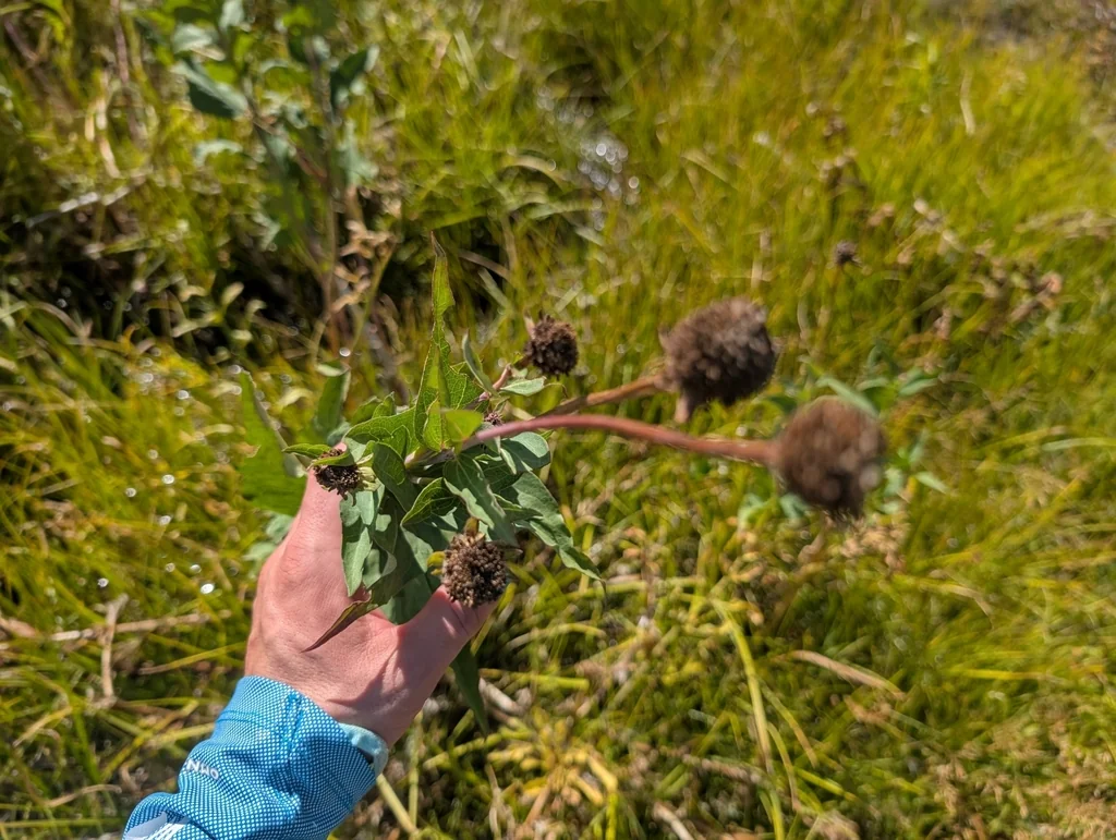 Rudbeckia Occidentalis