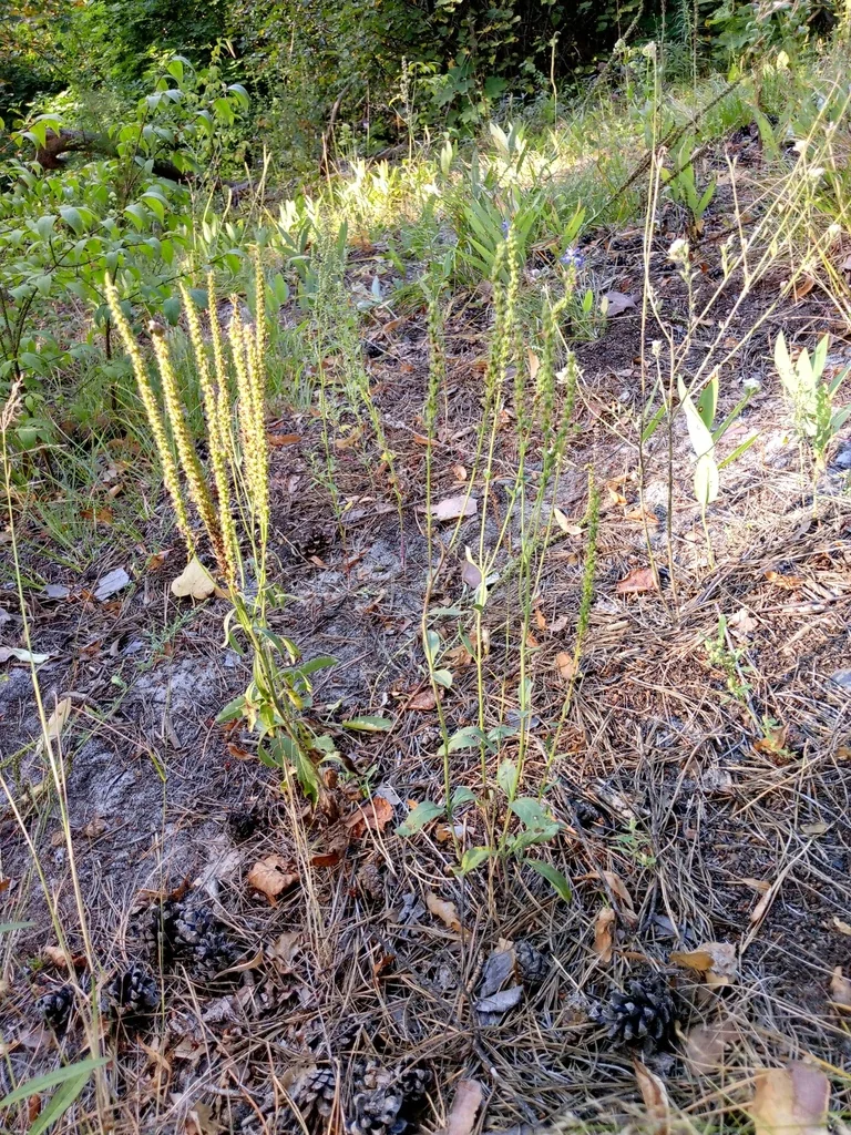 Veronica Spicata