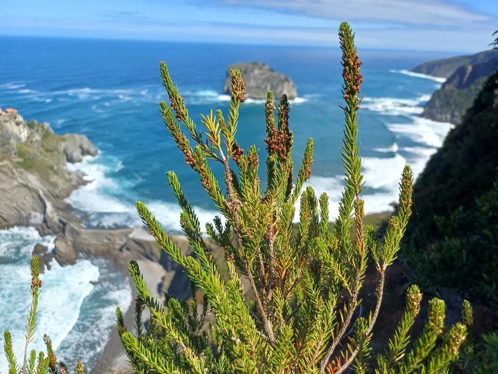 Erica Vagans