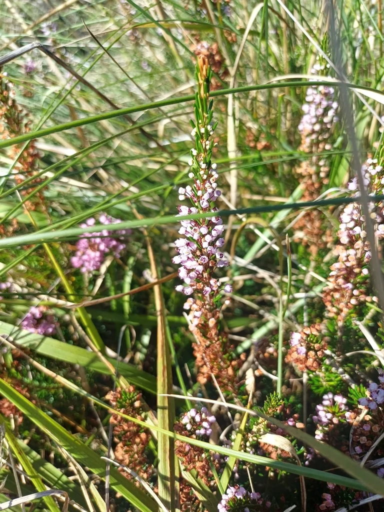 Erica Vagans