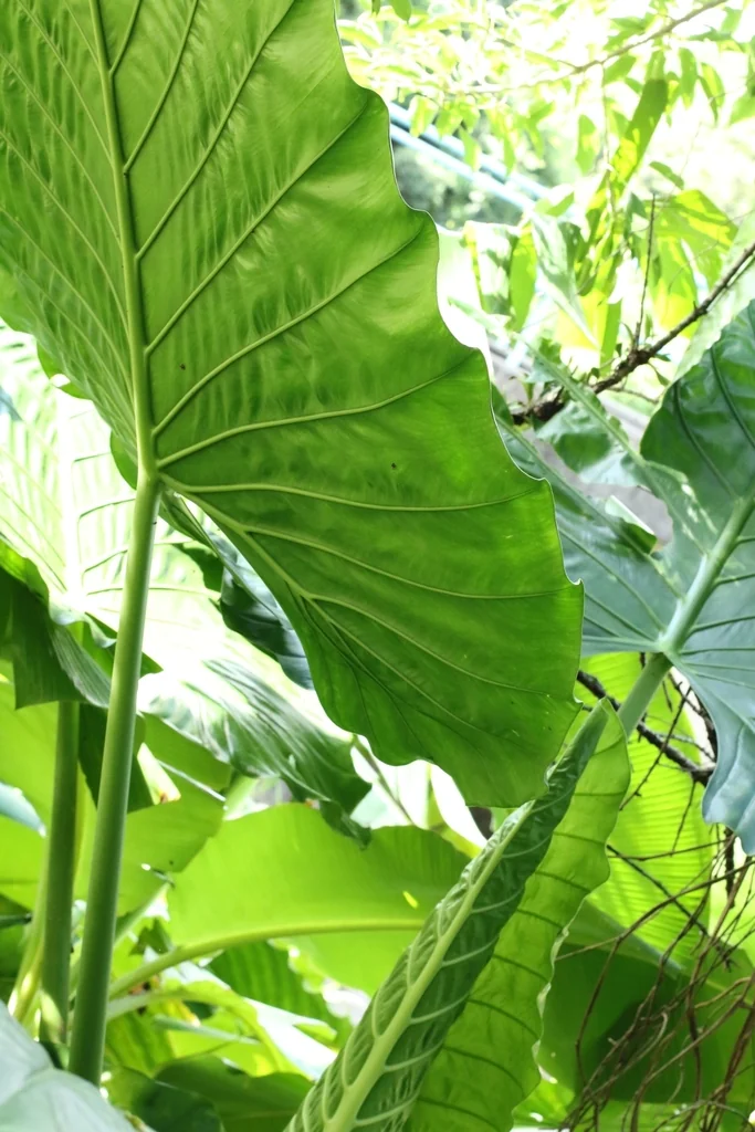 Alocasia plumbea