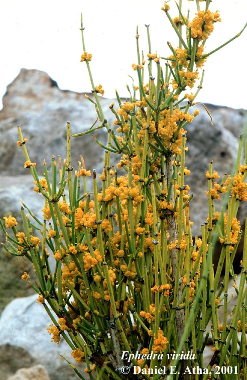 Ephedra Viridis