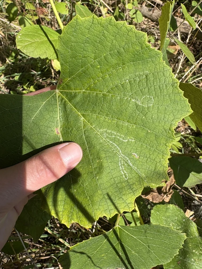 Vitis Labrusca