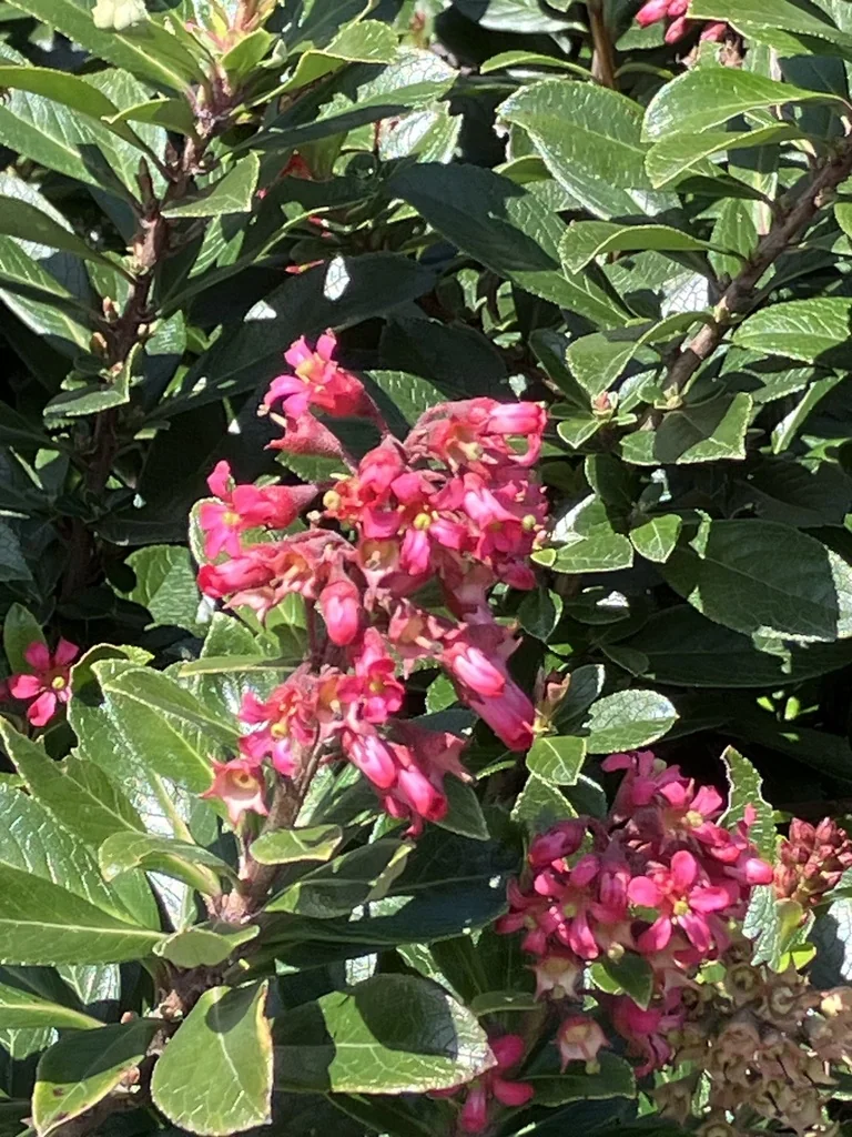 Escallonia Rubra
