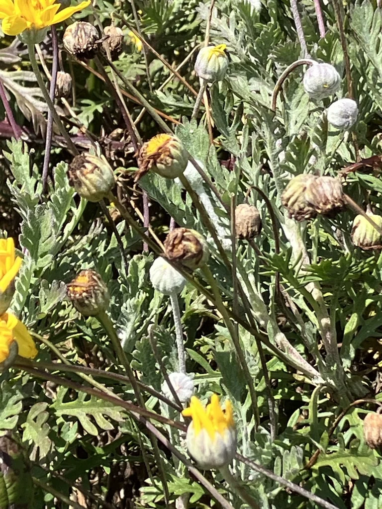 Euryops Pectinatus