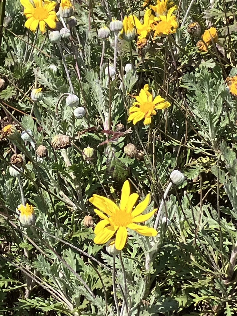 Euryops Pectinatus