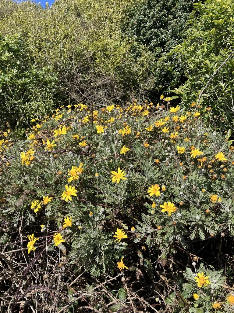 Euryops Pectinatus