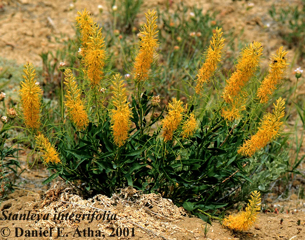 Stanleya Pinnata
