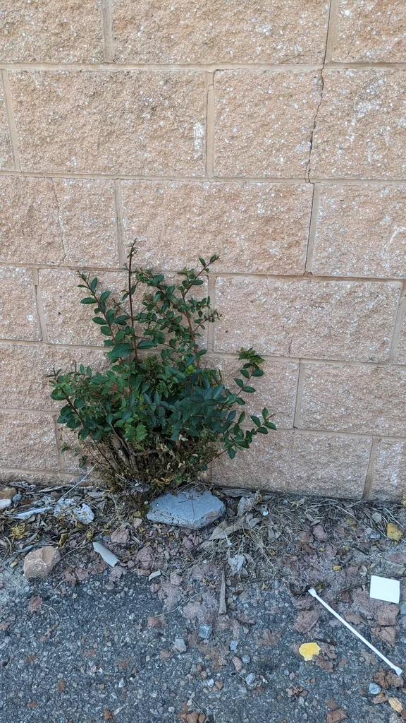 Lagerstroemia indica
