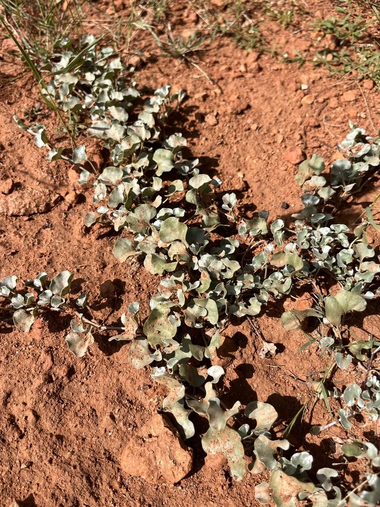 Dichondra argentea