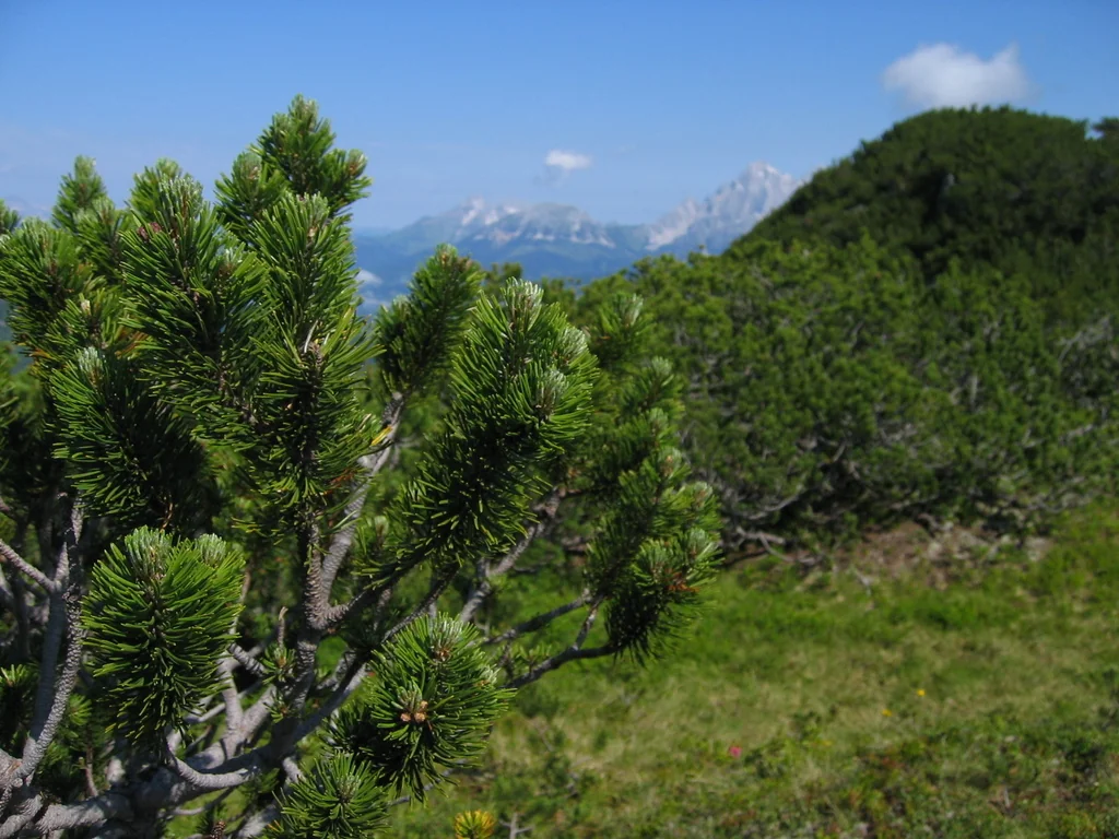 Pinus Mugo Mugo