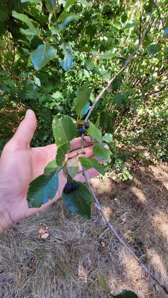 Crataegus Douglasii