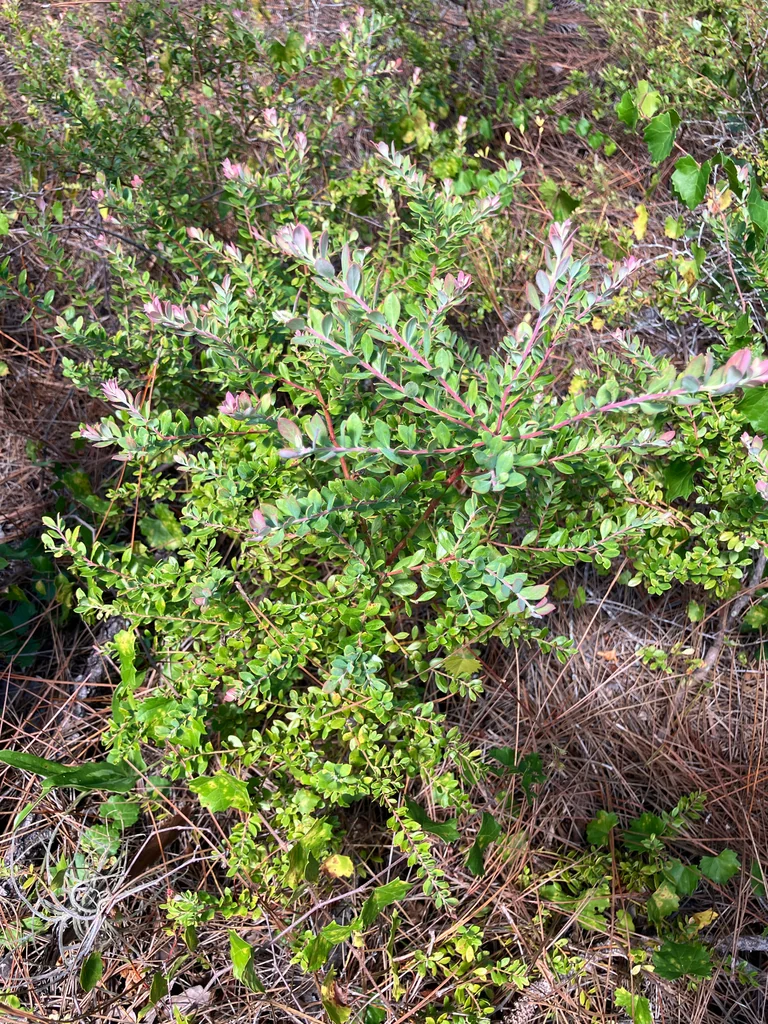 Vaccinium Darrowii