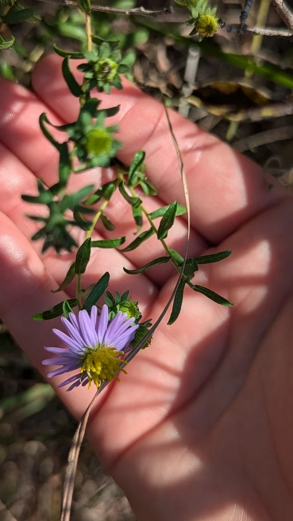 Symphyotrichum Oblongifolium
