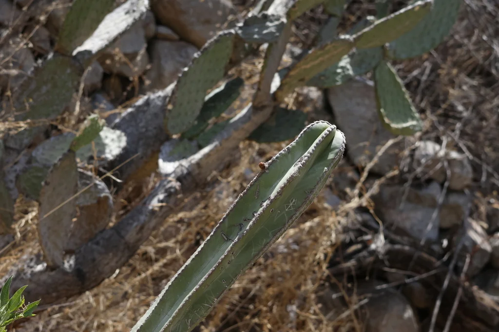 Stenocereus marginatus
