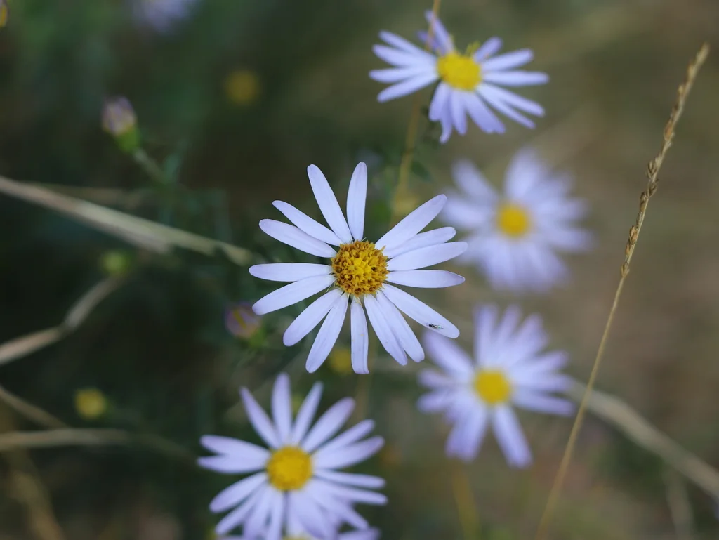 Ionactis linariifolius
