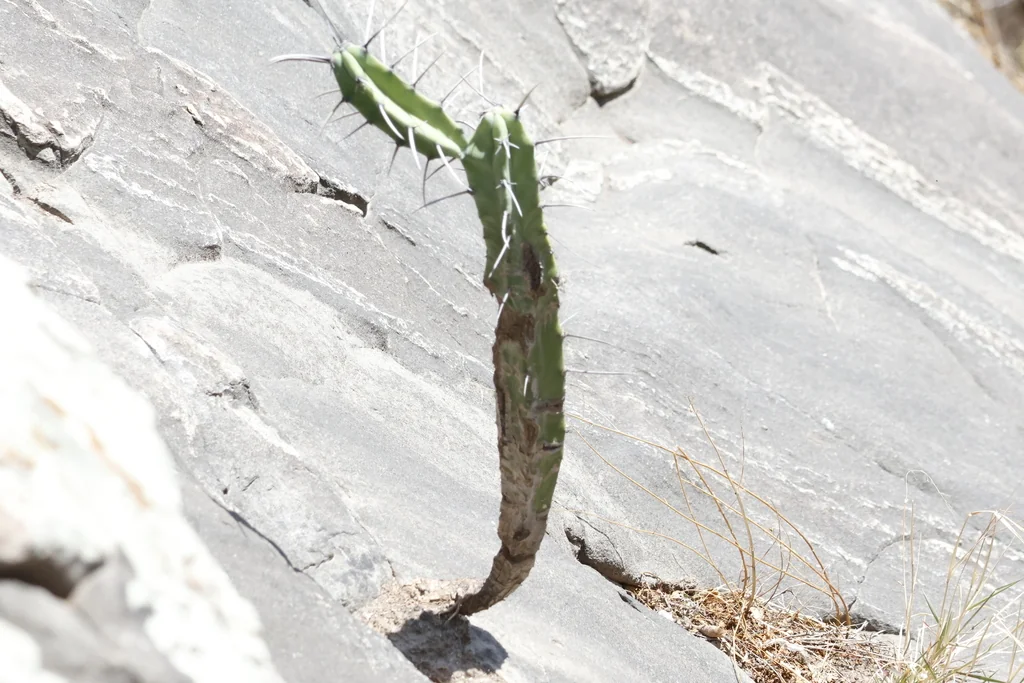 Myrtillocactus Geometrizans