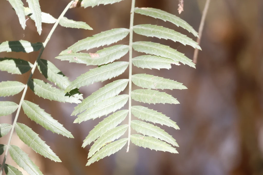 Schinus Molle