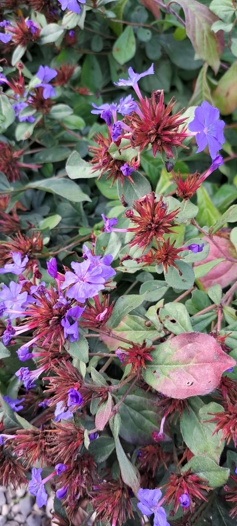 Ceratostigma Plumbaginoides