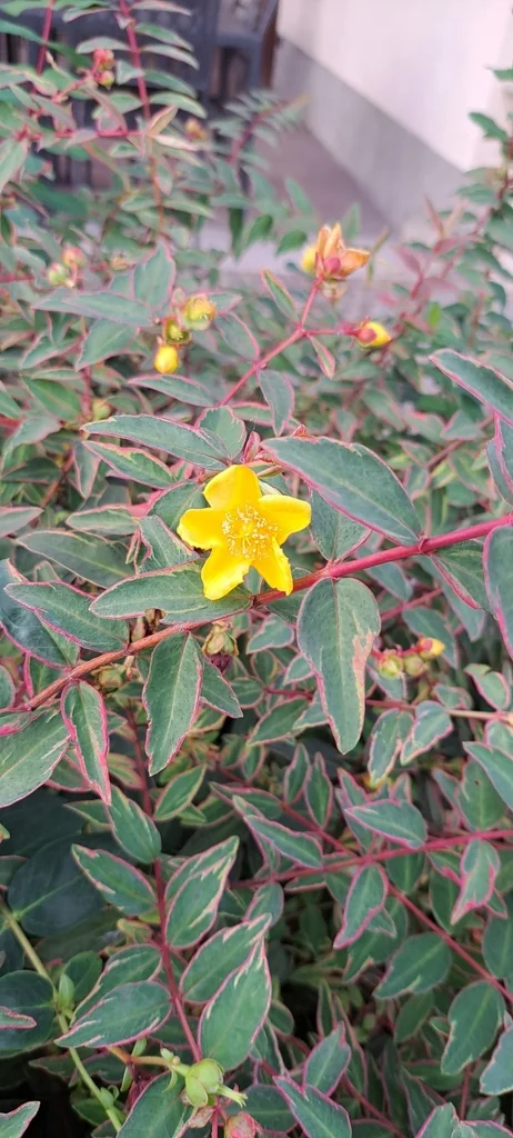 Hypericum Calycinum