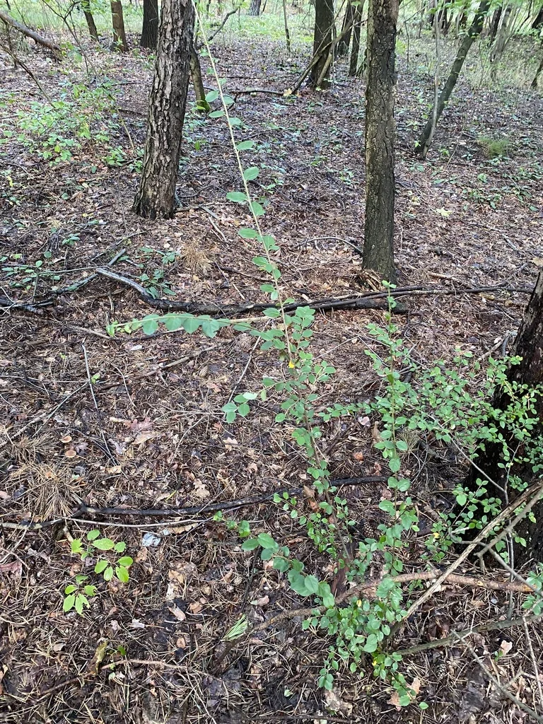 Cotoneaster Divaricatus
