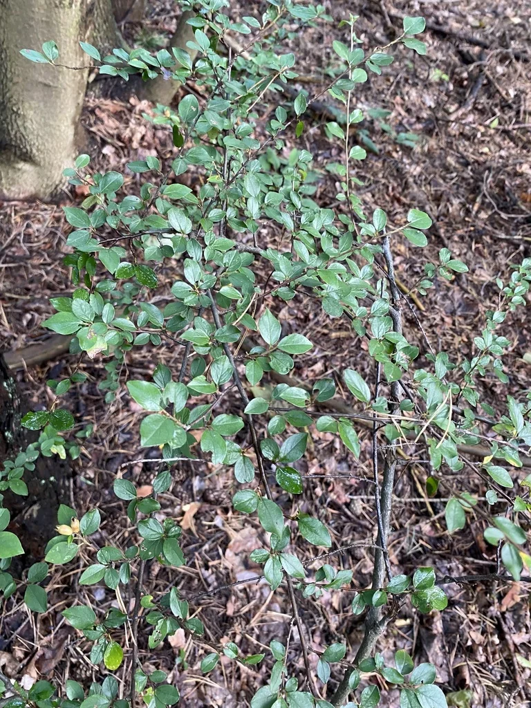 Cotoneaster Divaricatus