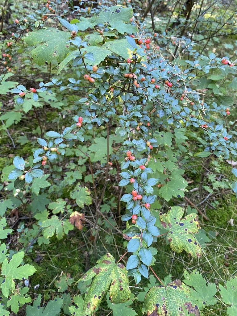 Cotoneaster Divaricatus