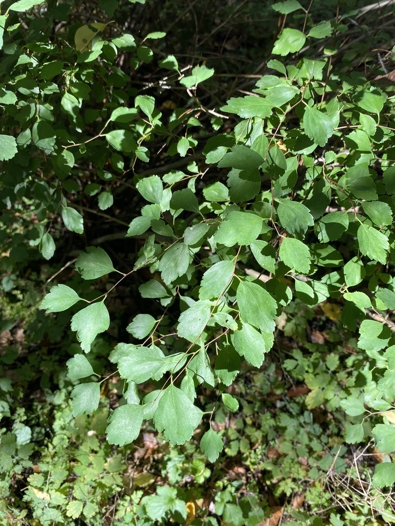 Spiraea X Vanhouttei