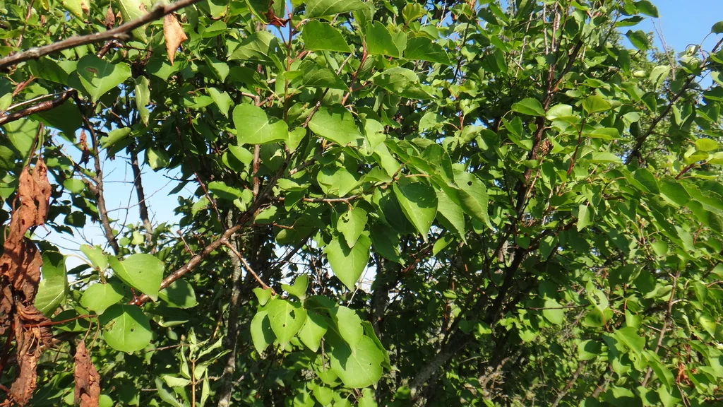 Prunus Armeniaca