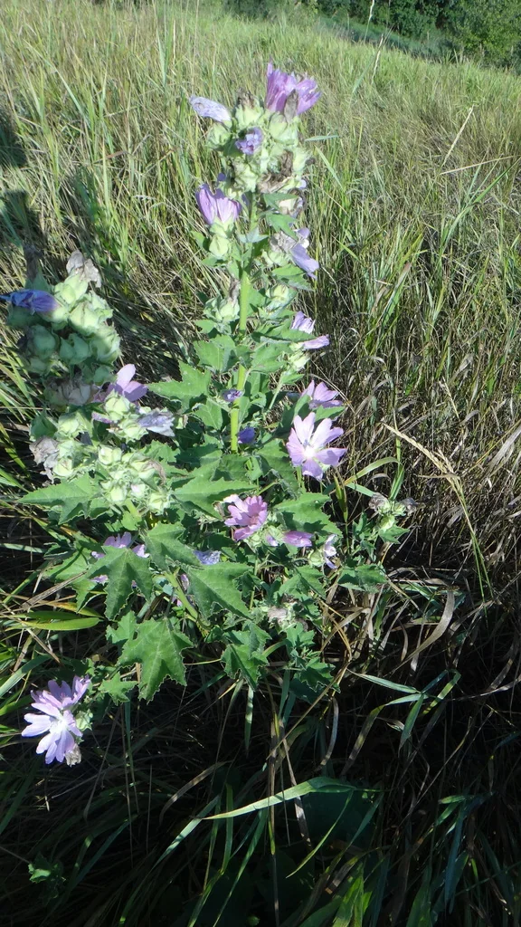 Lavatera Thuringiaca