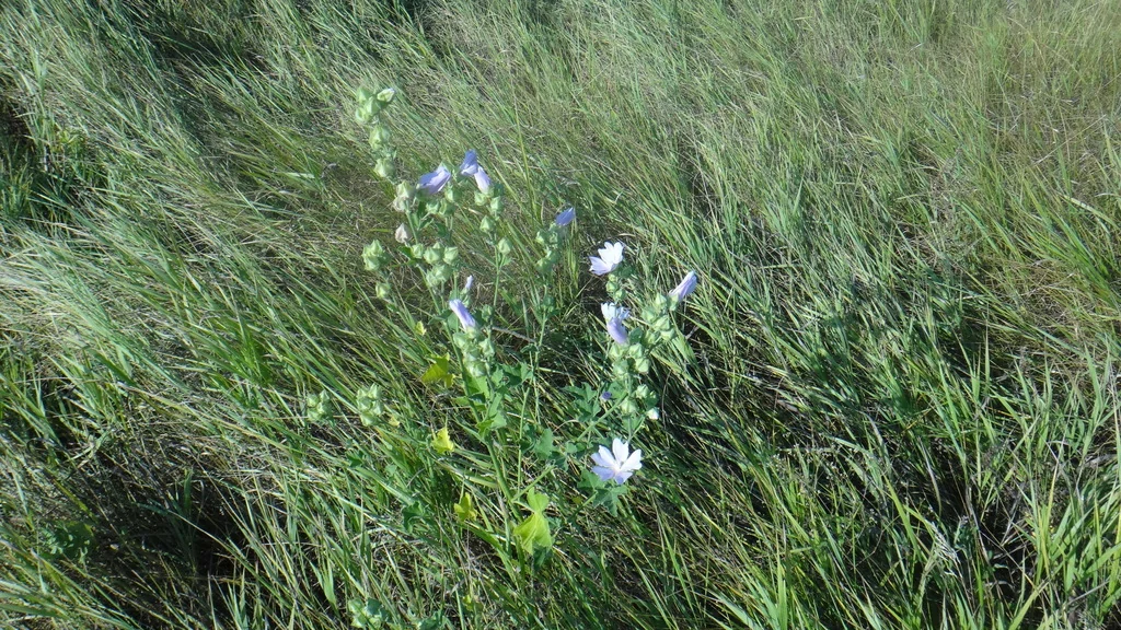 Lavatera Thuringiaca