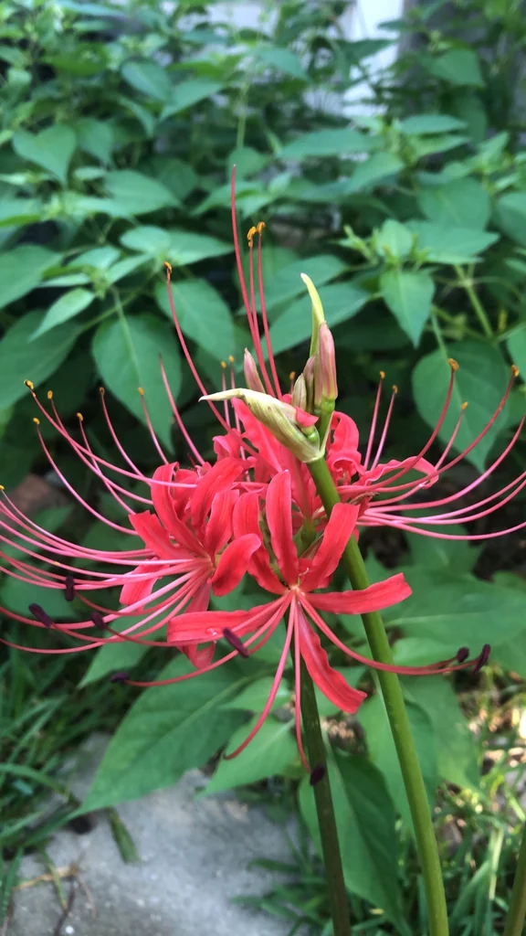 Lycoris Radiata