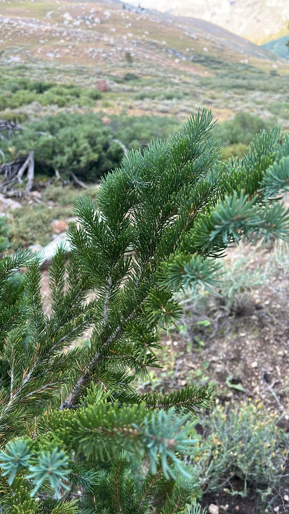 Picea engelmannii