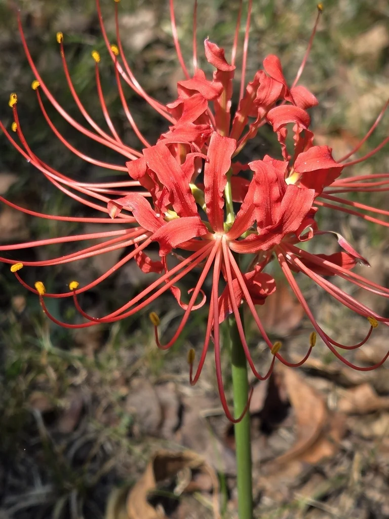 Lycoris Radiata