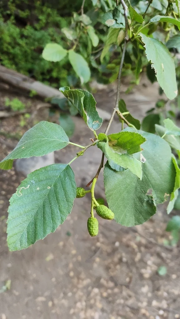 Alnus Rhombifolia