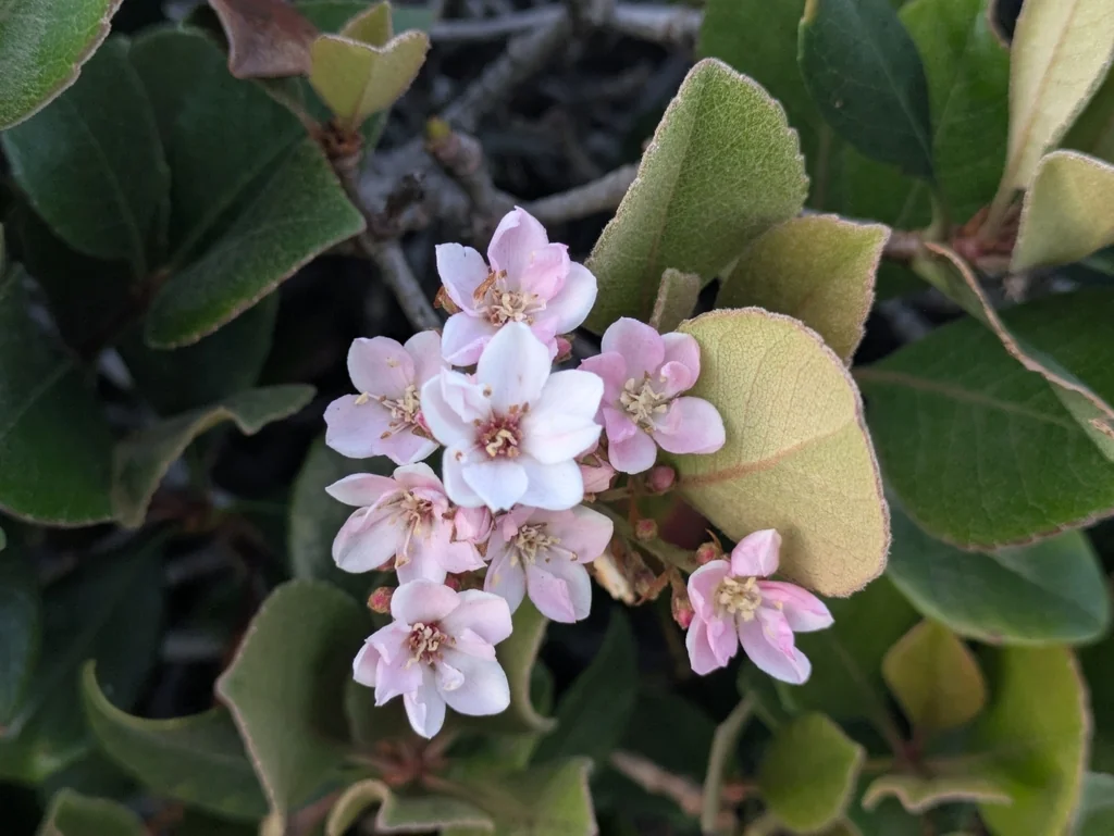 Rhaphiolepis Indica