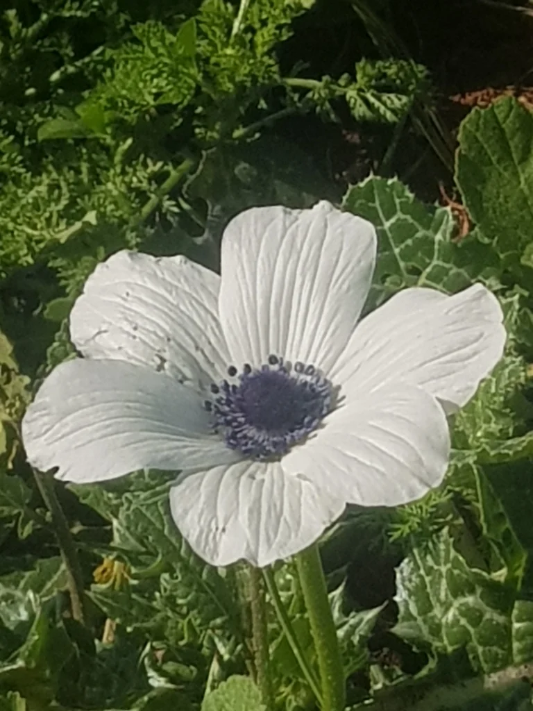 Anemone Coronaria