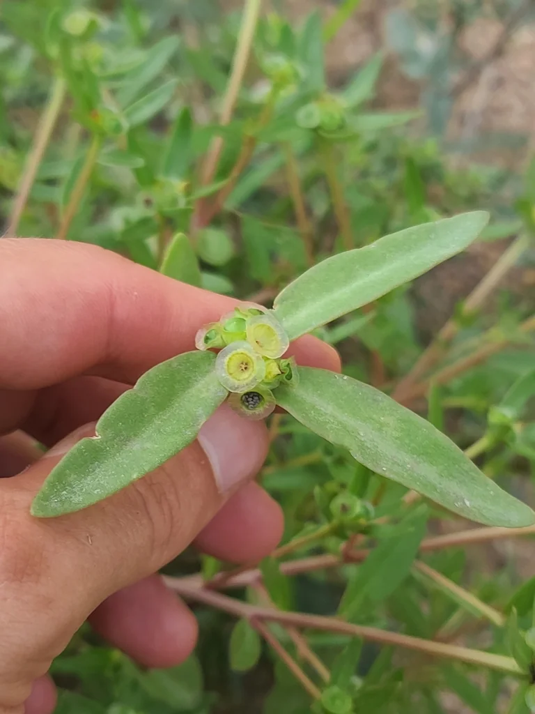 Portulaca umbraticola