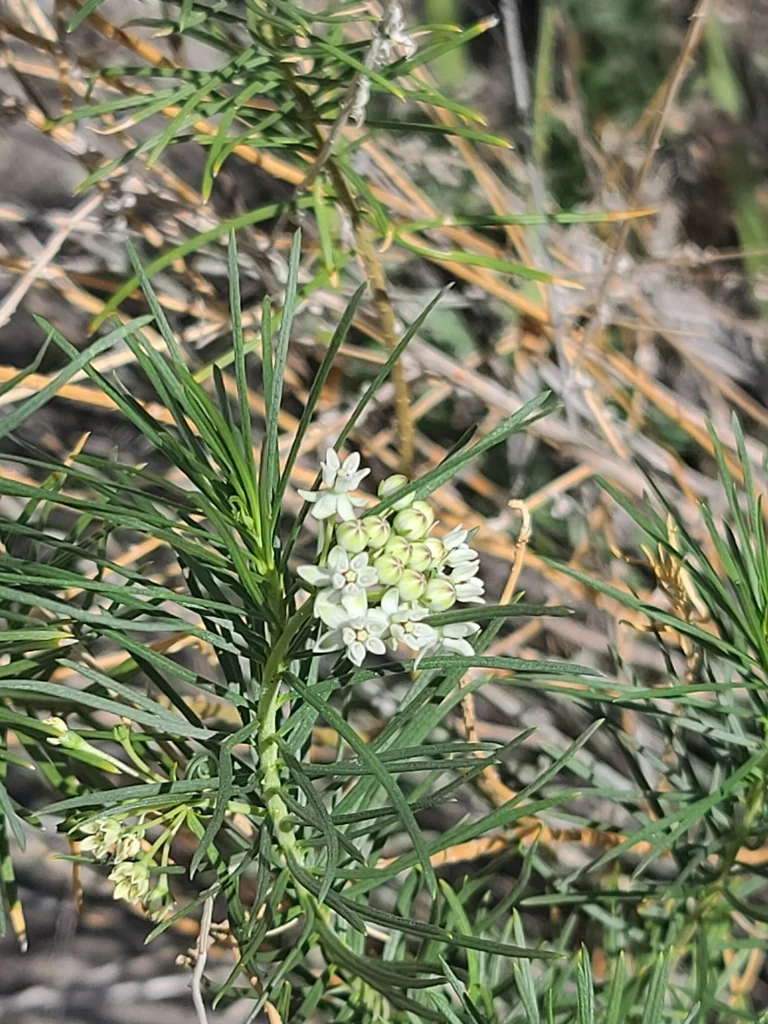 Asclepias Linaria