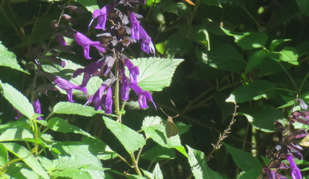Salvia Guaranitica