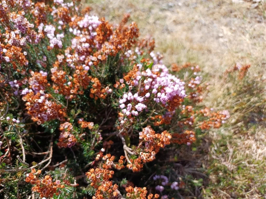 Erica Vagans