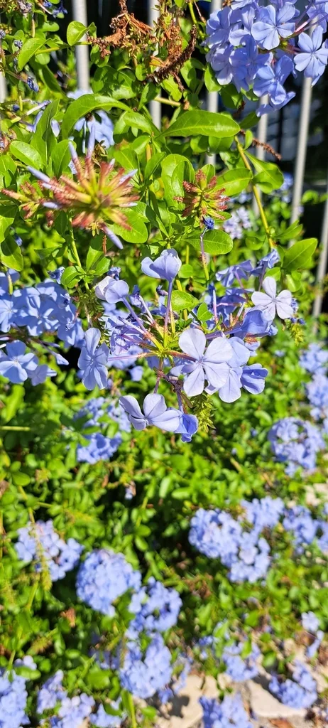 Plumbago Auriculata