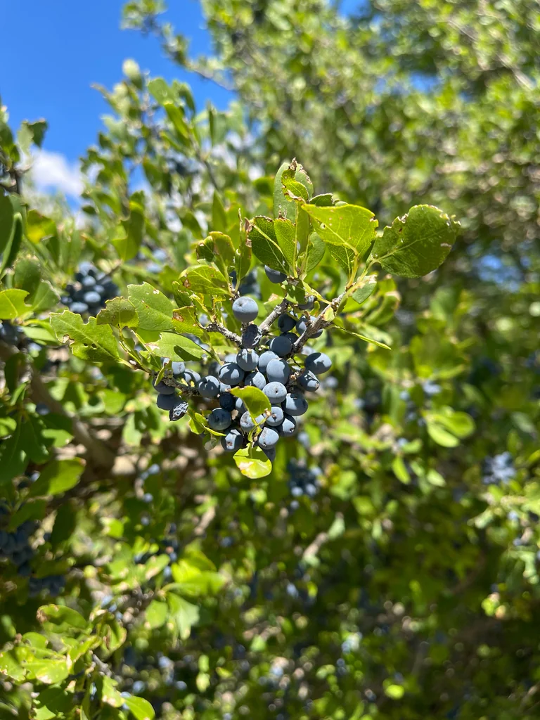 Forestiera Neomexicana